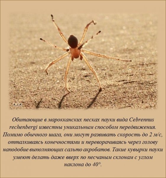 Интересные факты (38 фото) Интересные факты (38 фото)