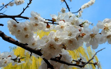 Встречаем Весну :) Фото природы.