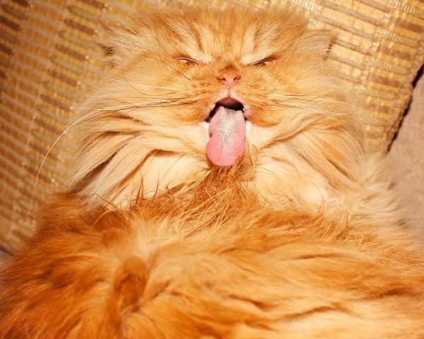 самый сердитый кот в мире (30 фото)