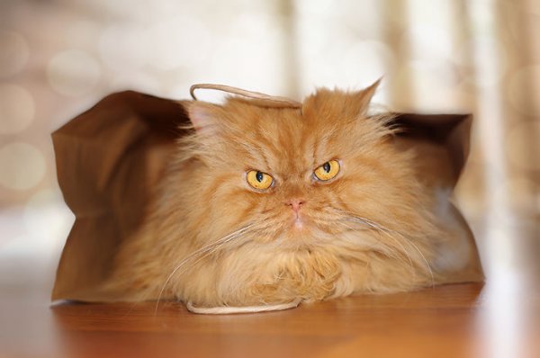 самый сердитый кот в мире (30 фото)