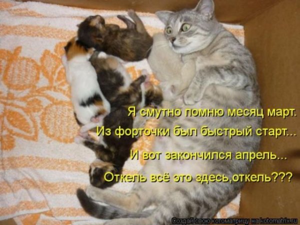 Прикольные зверушки в смешных котоматрицах (50 фото)