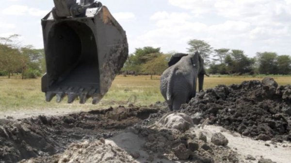 В Кении экскаватор спас слона, угодившего в навозную яму (6 фото)