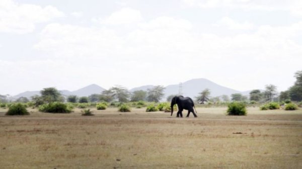 В Кении экскаватор спас слона, угодившего в навозную яму (6 фото)