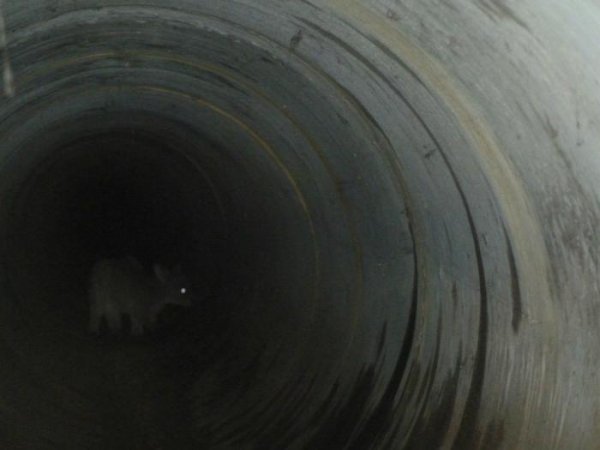 Спасение кенгуру, который упал в дренажную канализацию (4 фото)