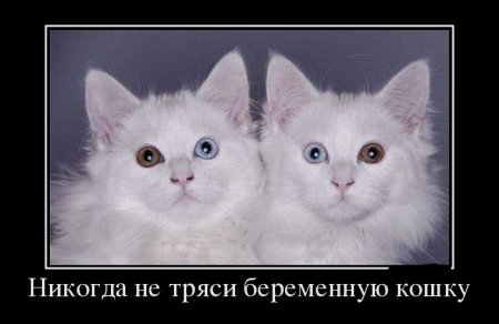 Прикольные демотиваторы, так то вот. Прикольные демотиваторы, так то вот.