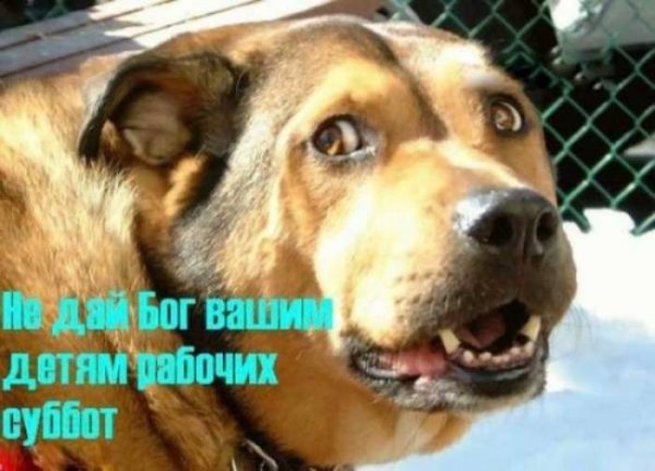 Рабочая суббота (27 фото) Рабочая суббота (27 фото)