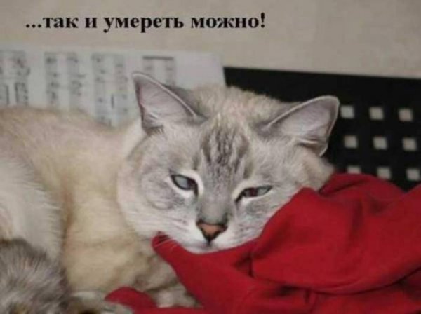 Рабочая суббота (27 фото) Рабочая суббота (27 фото)
