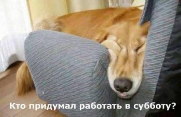 Рабочая суббота (27 фото) Рабочая суббота (27 фото)