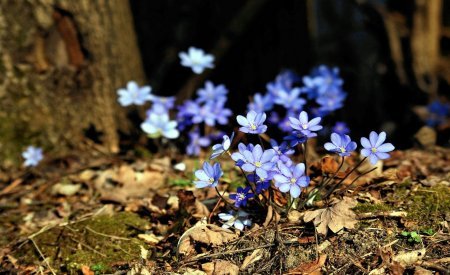 Нежные краски весны, фото цветов.