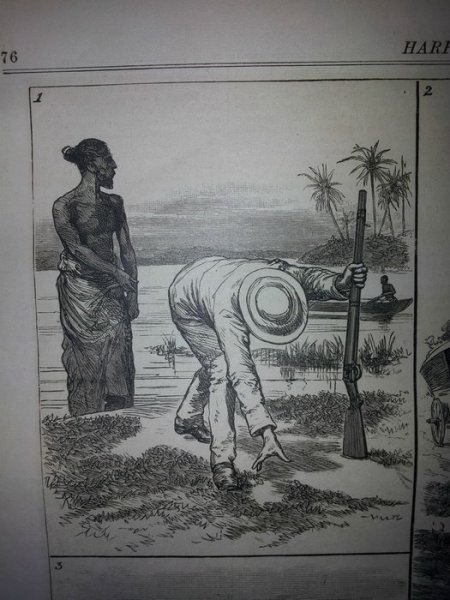 Как охотились на крокодилов в 19 веке (4 фото)
