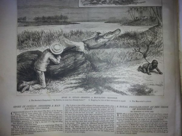 Как охотились на крокодилов в 19 веке (4 фото)