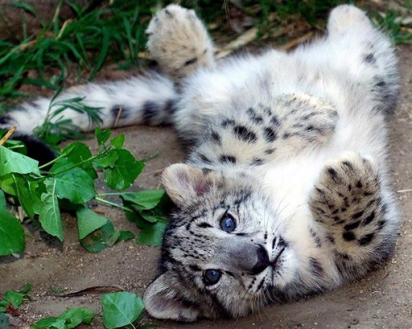Котята хищных кошек (14 фото) Котята хищных кошек (14 фото)