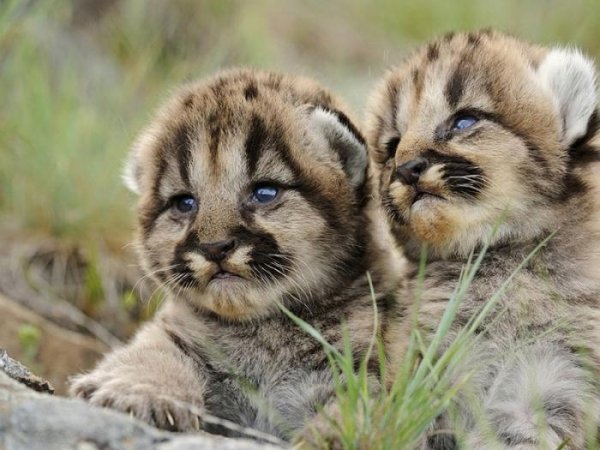Котята хищных кошек (14 фото) Котята хищных кошек (14 фото)