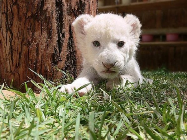 Котята хищных кошек (14 фото) Котята хищных кошек (14 фото)