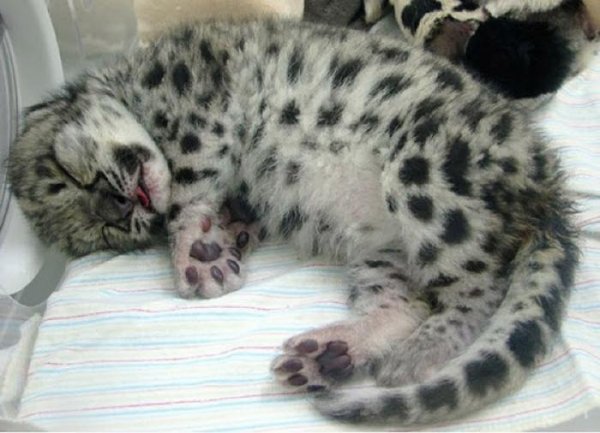 Котята хищных кошек (14 фото) Котята хищных кошек (14 фото)