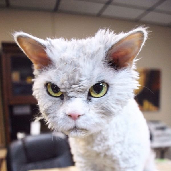 Альберт – самый суровый кот в мире (20 фото)